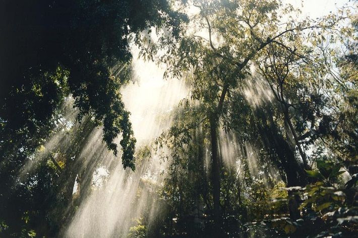 Pic: Mango Pic: Mango