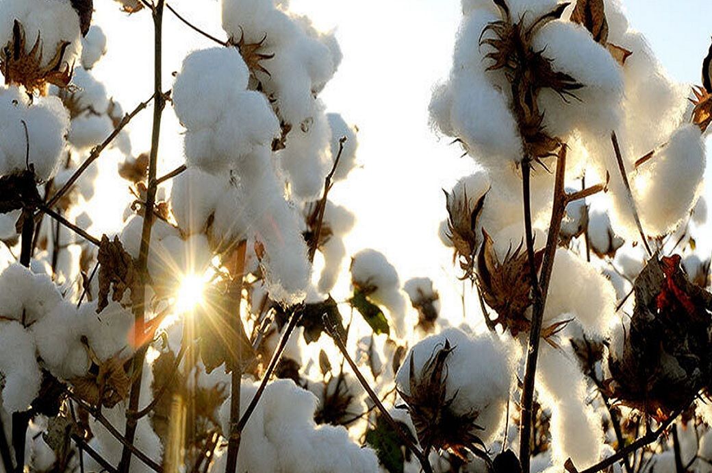 Pic: Cotton Australia