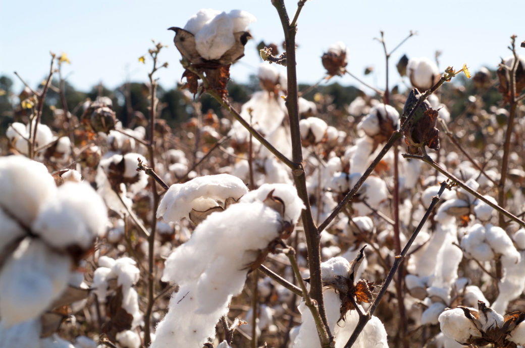 Revamp of cotton farming to help boost production in India