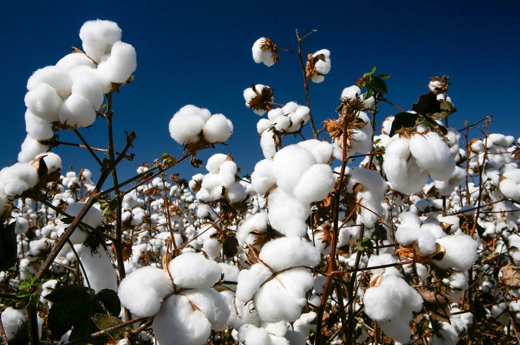 Brazilian cotton prices stable in Feb despite inter-harvest period ...