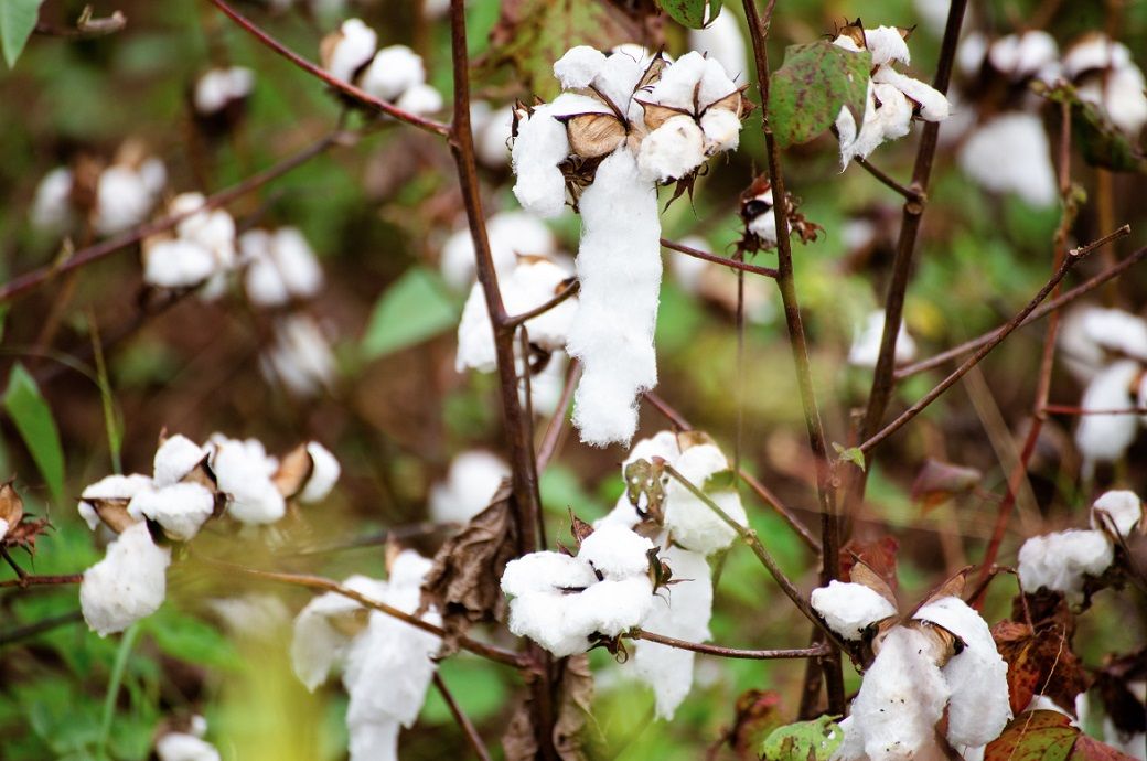Pic: Better Cotton