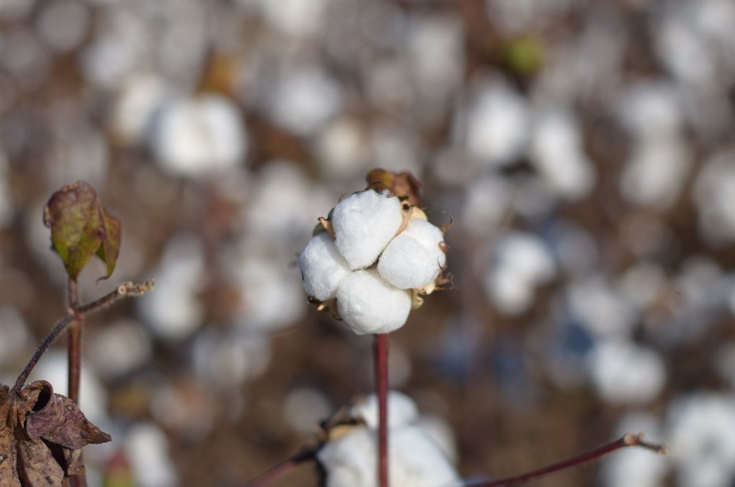 CAI maintains its cotton crop estimate for 2019-20 crop year at