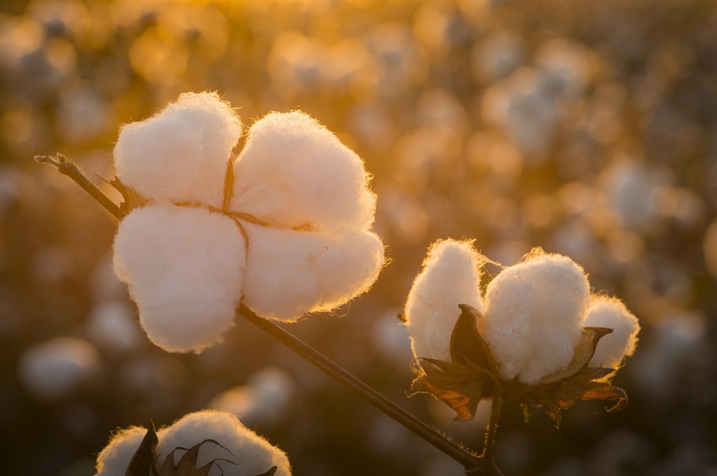 Pic: Shutterstock