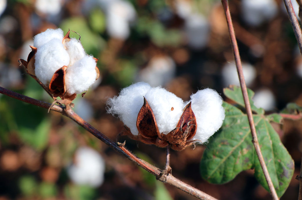 Bangladesh releases 2 varieties of genetically-modified cotton ...