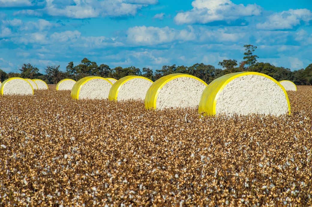Most global cotton benchmarks move higher over past month: Cotton Inc ...