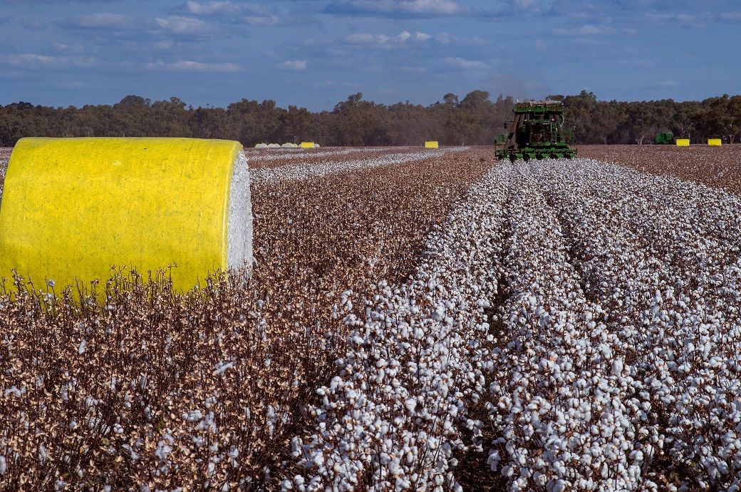 India Extends Qco On Cotton For One Year After Strong Opposition