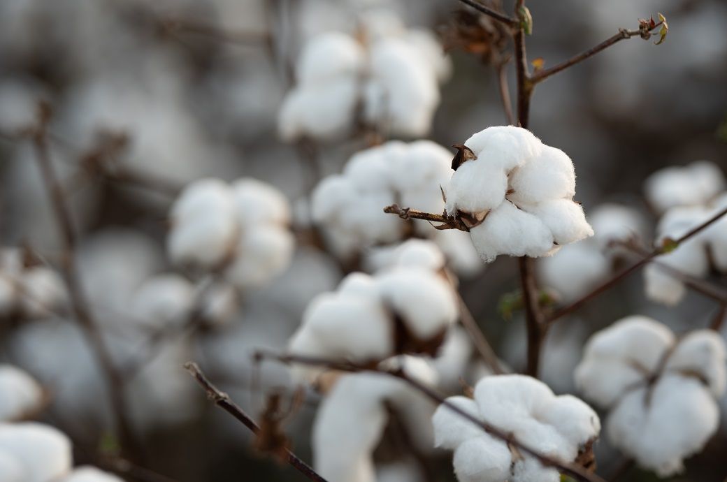 Global cotton market faces production & consumption downturn: Report