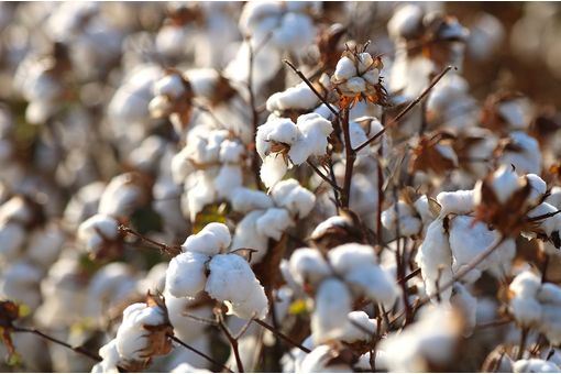 Global cotton benchmarks fluctuate over past month: Cotton Inc
