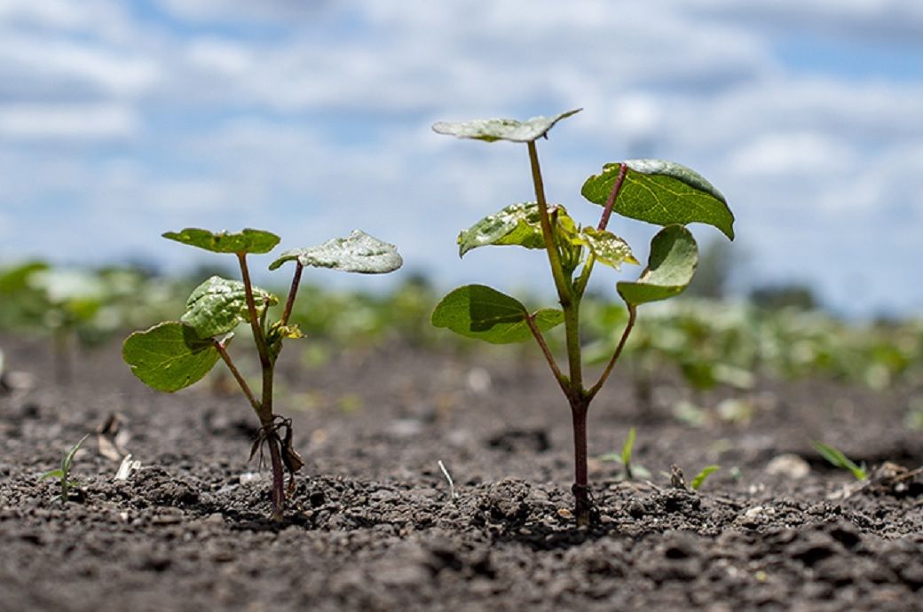 Pic: Cotton Australia