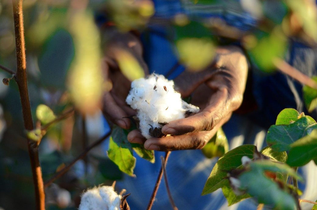 Pic: Better Cotton/Morgan Ferrar