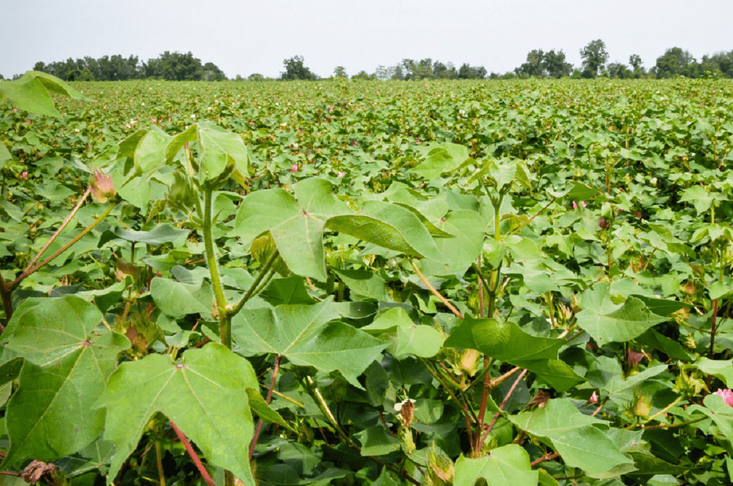 Cotton field in rural Georgia, USA Pic: Olam Agri