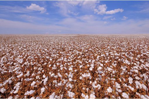 Brazilian cotton production set to soar despite productivity dip