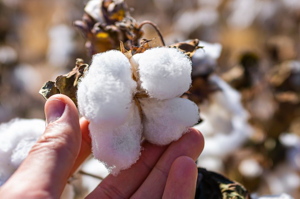 ICE cotton experiences free fall, marks 5th consecutive week of losses