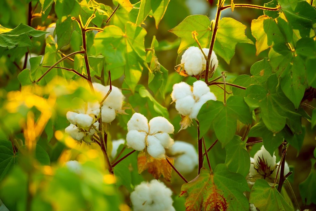 ICE cotton contracts hit multi-month lows amid market turbulence ...