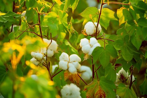 ICE cotton contracts hit multi-month lows amid market turbulence