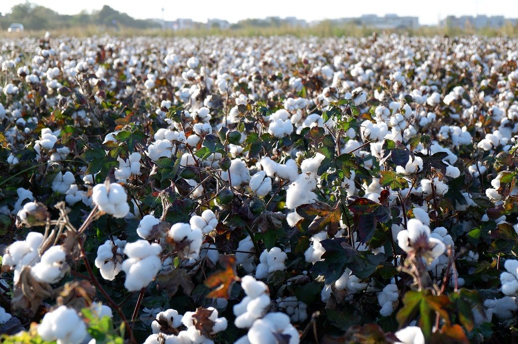 ICE cotton opens with short covering gains, mixed trend in contracts