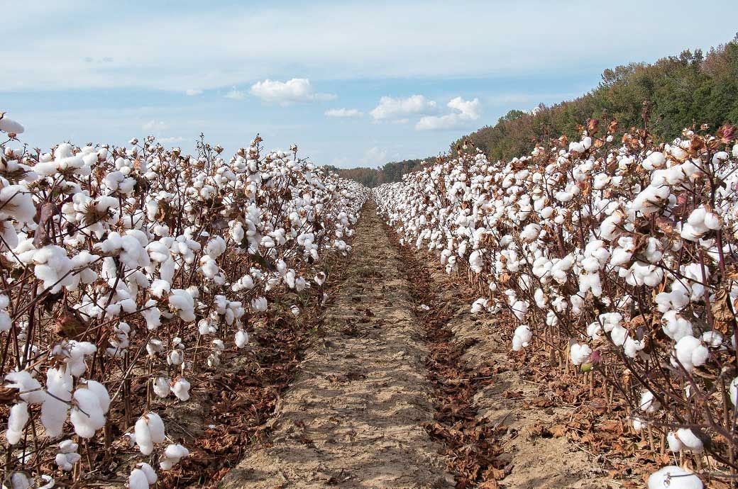 ICE cotton rebounds; gains limited by rising dollar & weak crude oil