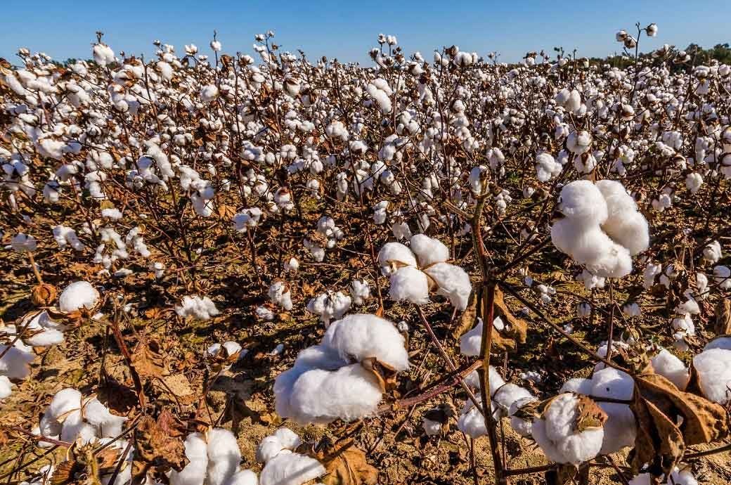 ICE cotton prices fall further amid weak sentiments, demand concerns