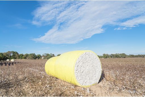 US cotton exports up 30% from last week: USDA