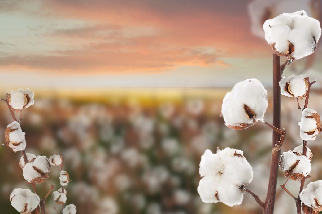 ICE cotton prices rise amid crude oil gains & average exports