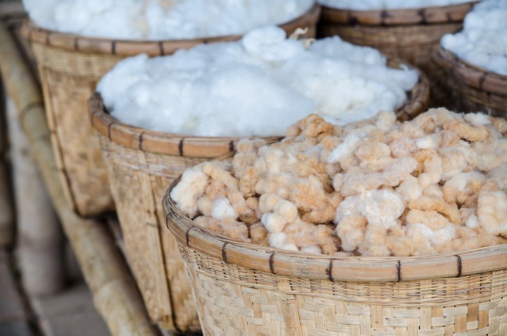 USDA predicts surge in global cotton supply for 2024-25 season