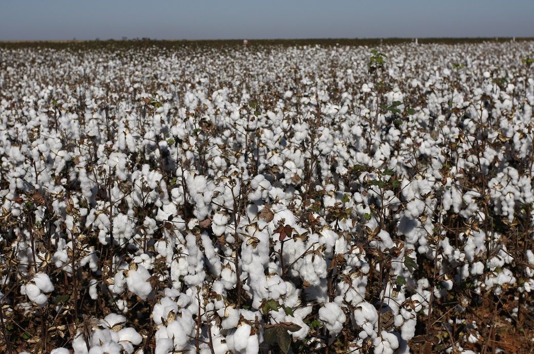 Brazil's cotton prices oscillate in early May amid market fluctuations
