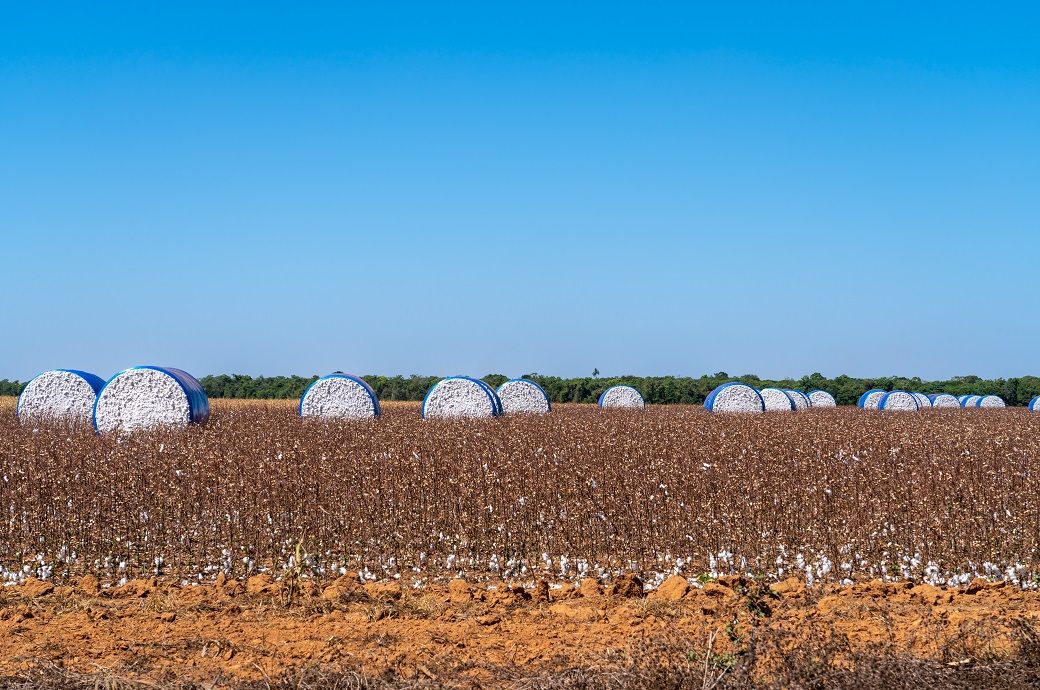 ICE cotton prices break downtrend on weak dollar, short covering