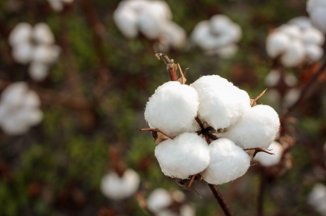 ICE cotton remains positive amid weaker dollar and crude oil rally