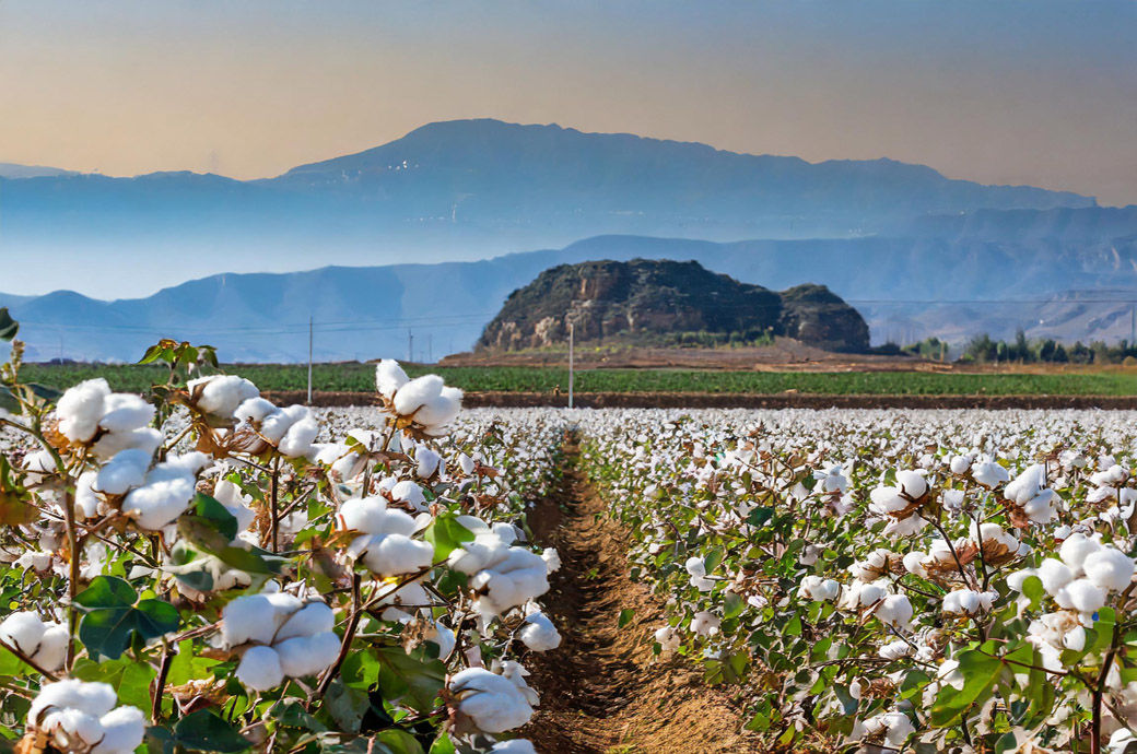 Chinese cotton may stay weak, but short-term rebound possible