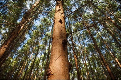 US’ Kimberly-Clark pledges to be 100% natural forest free beyond 2030