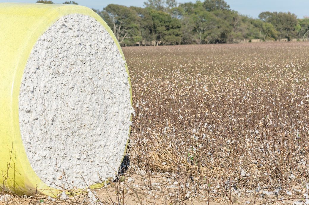 ICE cotton prices plummet amid strong dollar & favourable weather
