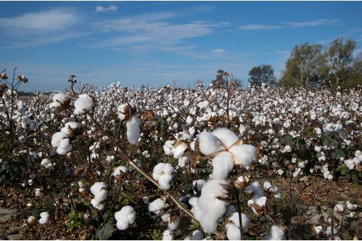 US net cotton sales surge: Upland sales up 28%, Pima sales up 87%