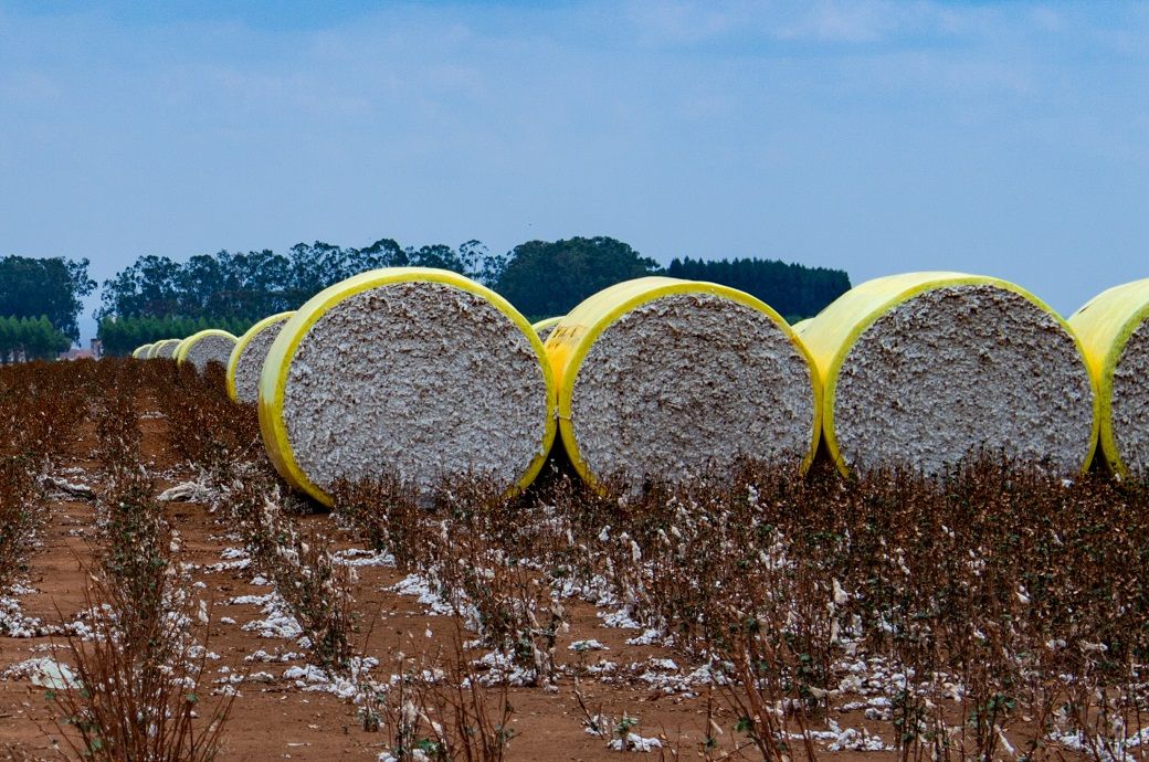 ICE cotton prices dip as export sales fall below average