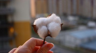 Brazilian cotton exports soar 238% in Jan-Apr, driven by China surge
