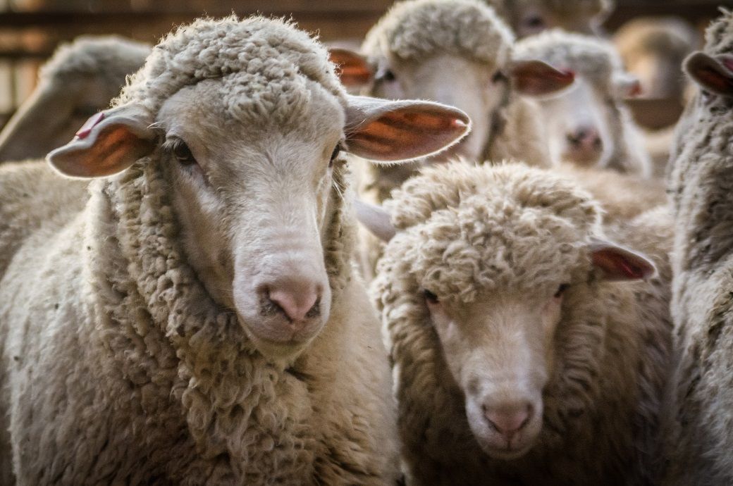 Australian wool auctions open weak for 2024-25 season