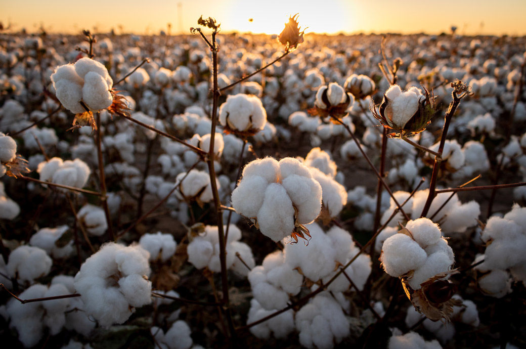 NCA refusal to probe 'slave labour' cotton imports unlawful: UK court