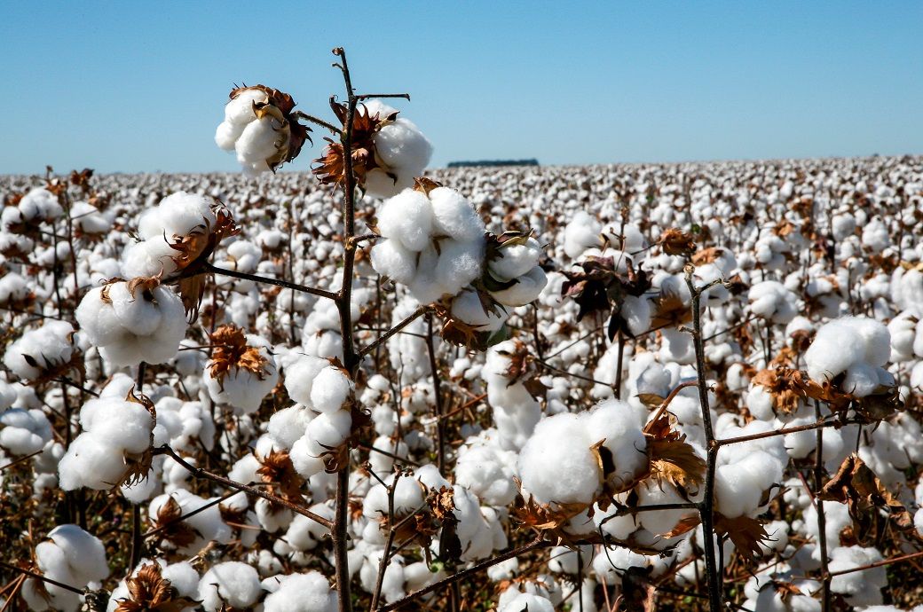 Brazil's 2023-24 cotton harvest to set new record, prices remain firm