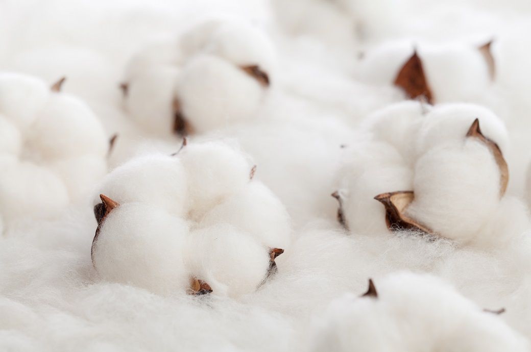 Global cotton market sees varied trends in June