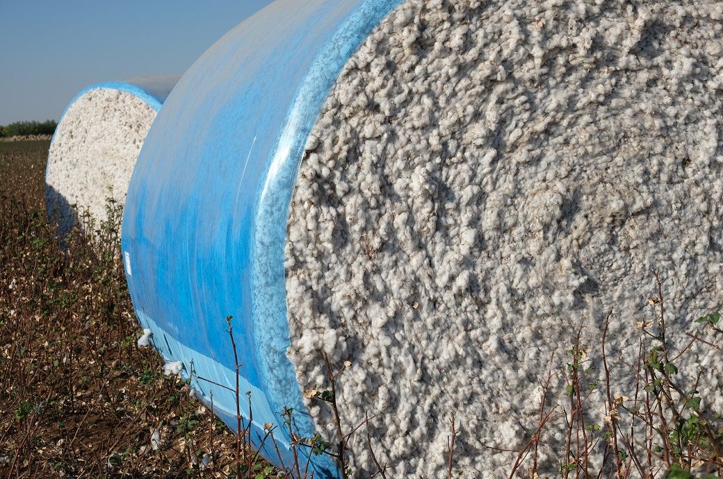 US Upland cotton sales up 16% for next season, Pima down 47%: USDA