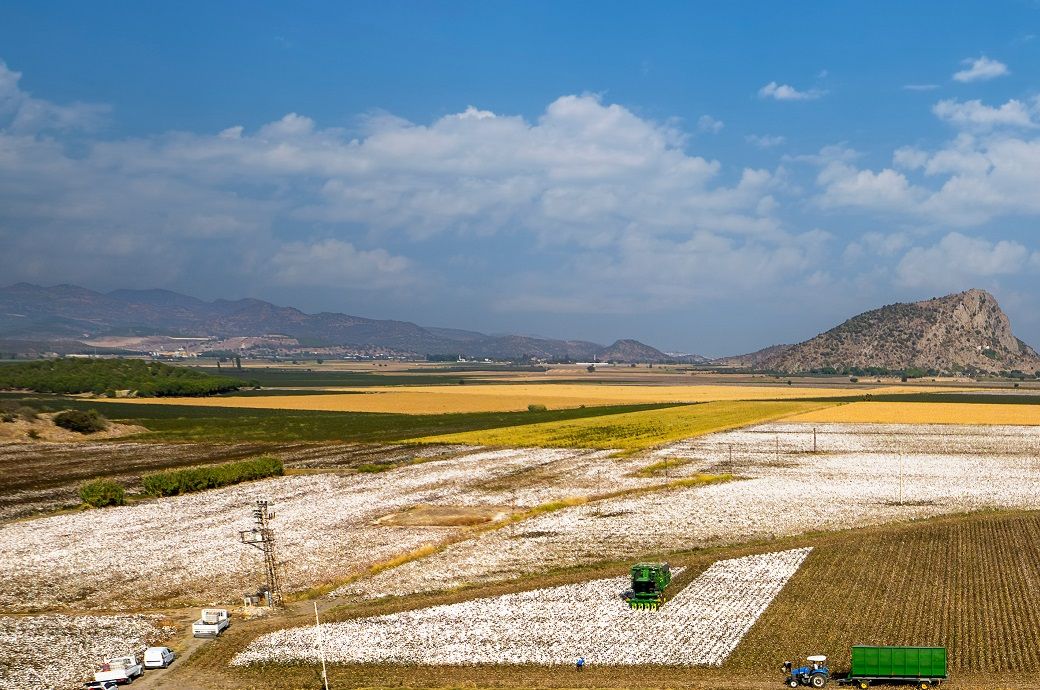 ICE cotton under pressure following bearish WASDE report
