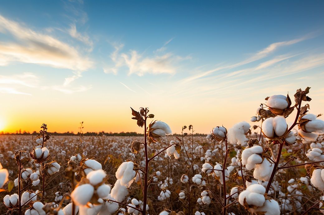 ICE cotton prices dip on weak US export report, heavy farmer selling
