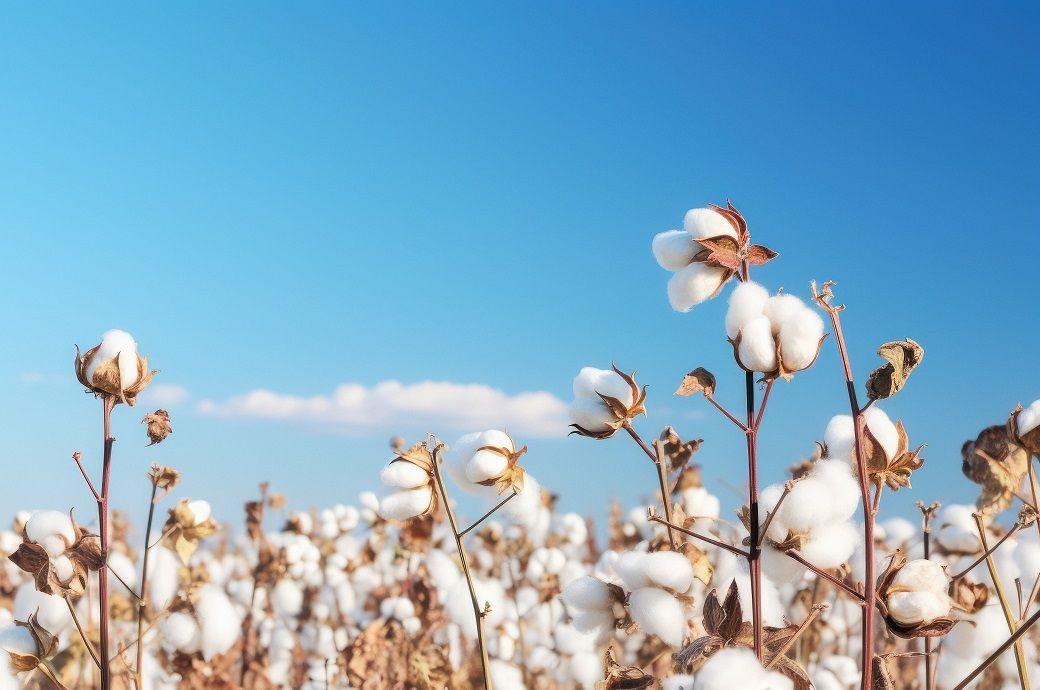 Average exports, favourable weather bring ICE cotton prices down