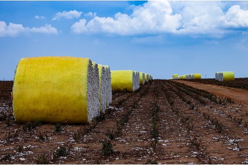 USDA reports significant cotton carryover & sales shifts for 2024-25