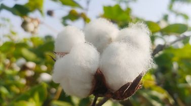 Cotton arrivals in Pakistan fall 60% due to crop damage, lower acreage