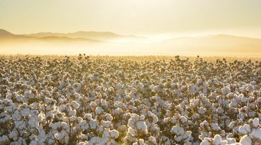 Pakistan may see higher cotton imports after crop damage, low arrival