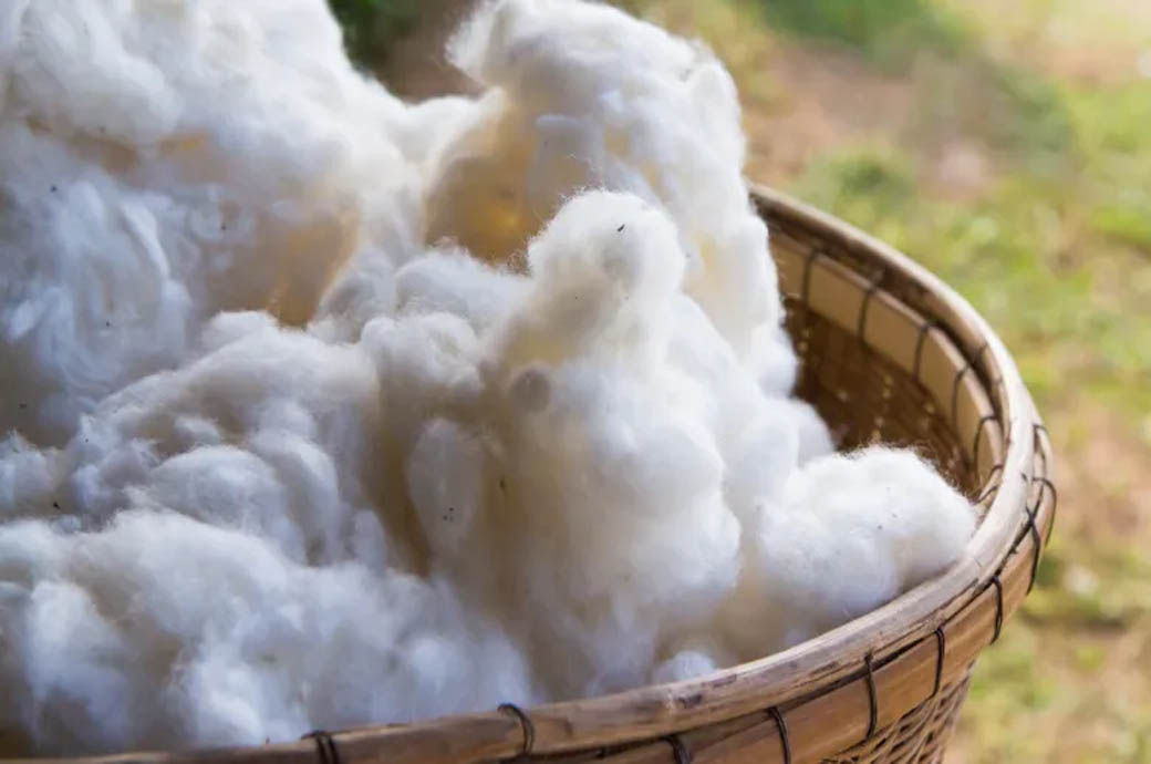 Academics want more research on natural fibres' sustainability aspects