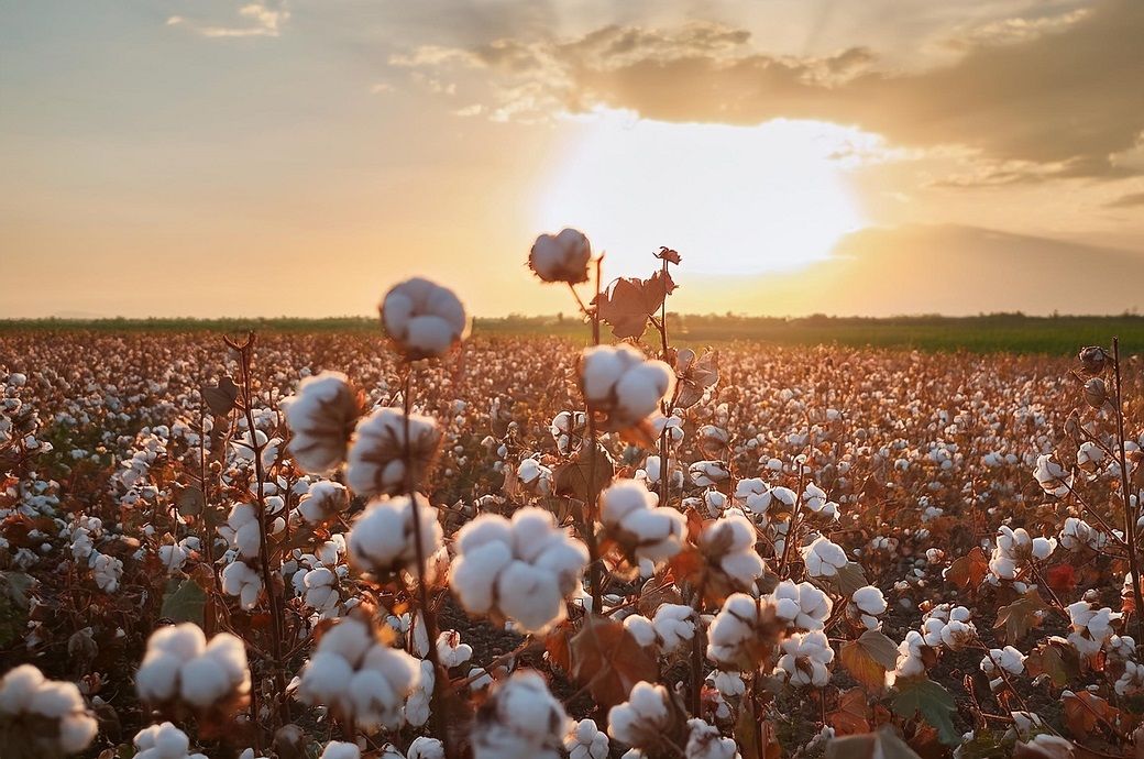 ICE cotton gains slightly amid rising crude prices, weaker dollar