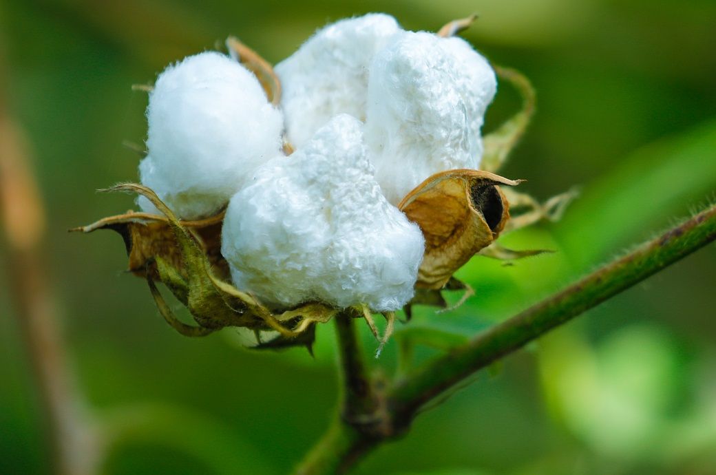 ICE cotton declines amid strong harvest, market volatility