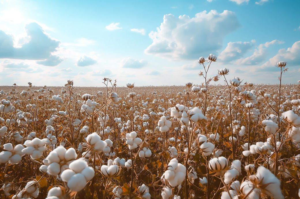 ICE cotton recovers due to rise in grains and drier weather in US