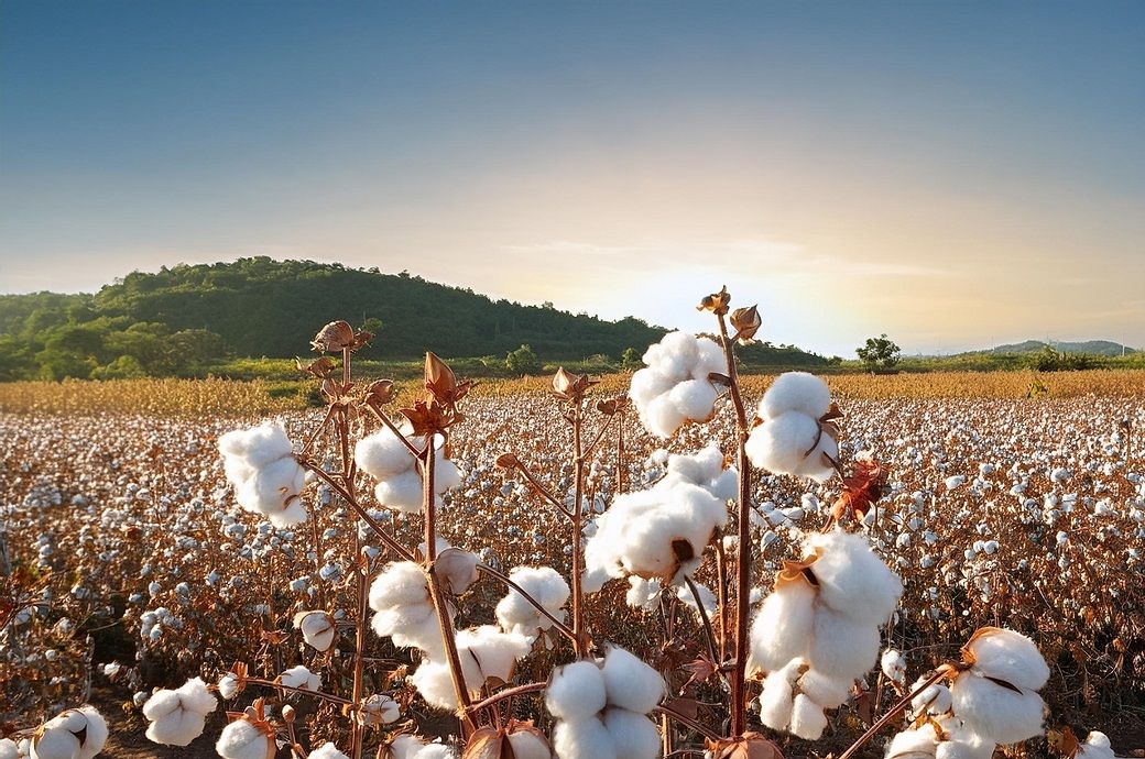 ICE cotton eases due to selling pressure but rate cut caps losses